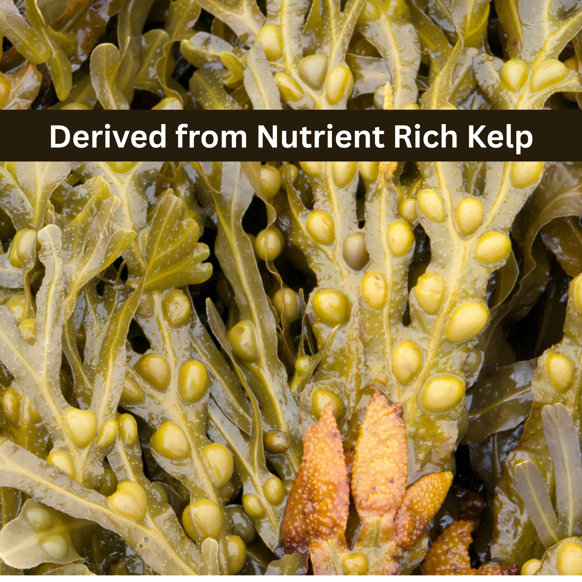 Seed, Soil, and More Kelp Powder 0-0-16 – Water Soluble Seaweed Fertilizer – Plant Growth Enhancer with Natural Micronutrients & Boosters – for Vegetables, Flowers, Lawns & Hydroponics (1 lb)
