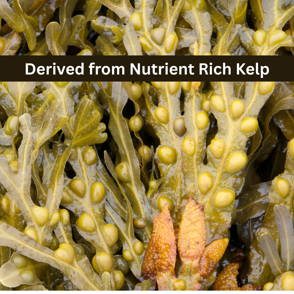Seed, Soil, and More Kelp Powder 0-0-16 – Water Soluble Seaweed Fertilizer – Plant Growth Enhancer with Natural Micronutrients & Boosters – for Vegetables, Flowers, Lawns & Hydroponics (1 lb)